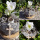 Trockenfloristik Lotoskolben, Lotusfrucht getrocknet, 3-5cm, natur, 8 Stück