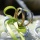 Moosherz groß unten flach, Gr. 30x30 cm, schönes getrocknetes Moos in frischer grüner Farbe
