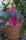 Palmspeer Sun Cut Trockenblumen für Grabgestecke 3 Stk. pink / erika