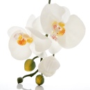 Orchideenrispe, Phalaenopsis Zweig, sehr hochwertige Kunstblume, L 30 cm mit Bl&uuml;ten und Knospen