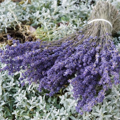 Lavendel getrocknet natur blau, Lavendelstrauß, VE 1 Bund, für die Naturfloristik
