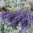 Lavendel getrocknet natur blau, Lavendelstrauß, VE...