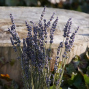 Lavendel getrocknet natur blau, Lavendelstrauß, VE...