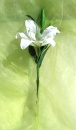 Lilien weiß, Seidenblume, Kunstblume sehr hohe Qualität, wie echt, 1 Blüte mit Knospe L 39 cm