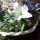 Grabschmuck im Moospflanzring, Schale zum Pflanzen aus Moos in Kranzform, Kreatividee in blau weiß mit Wollkordel und Rebenkugeln