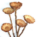 Protea Rosette, ca 5 cm mit Stiel, 5 St&uuml;ck