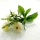 Frühlingspick Seidenblumen Sträußchen mit Gänseblünchen Buchs und Frühlingsblumen. VE 1 Pick L ca. 25 cm