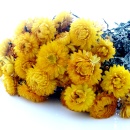 Strohblumen Trockenblumen mit Stiel natur gelb mit Stiel,...