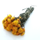 Strohblumen Trockenblumen mit Stiel natur gelb mit Stiel,...