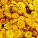 Strohblumen Trockenblumen mit Stiel natur gelb mit Stiel, VE 1 Bund L ca. 42 cm