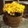 Strohblumen Trockenblumen mit Stiel natur gelb mit Stiel, VE 1 Bund L ca. 42 cm