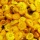 Strohblumen Trockenblumen mit Stiel natur gelb mit Stiel, VE 1 Bund L ca. 42 cm
