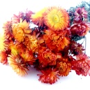 Strohblumen Trockenblumen mit Stiel natur orange mit...