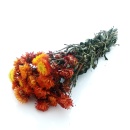 Strohblumen Trockenblumen mit Stiel natur orange mit...