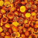 Strohblumen Trockenblumen mit Stiel natur orange mit Stiel, VE 1 großer Bund L ca. 42 cm
