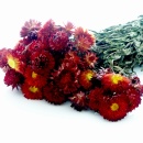 Strohblumen Trockenblumen mit Stiel natur rot mit Stiel, VE 1 großer Bund L ca. 42 cm