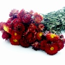 Strohblumen Trockenblumen mit Stiel natur rot mit Stiel,...