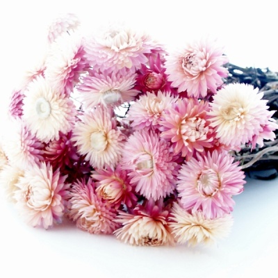Strohblumen Trockenblumen natur rosa-pink mit Stiel, VE 1 Bund L ca. 42 cm