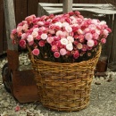 Strohblumen Trockenblumen natur rosa-pink mit Stiel, VE 1 Bund L ca. 42 cm