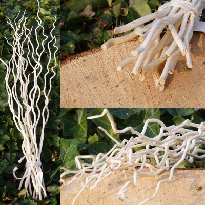 Weidenzweige Zweige creme weiß, L 115 cm VE 10 Stiele