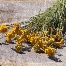 Trockenblumen Lona natur gelb, f&uuml;r Kr&auml;nze und Naturgestecke