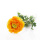 Ranunkel groß gelb, Seidenblume wie echt, eine Blüte mit Blätter, L 56 cm