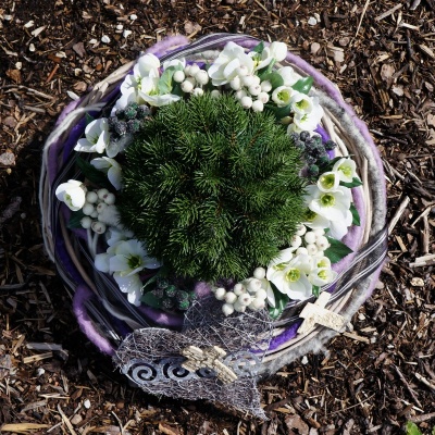 Grabgesteck in Pflanzschale mit Christrosen, Tannenkugel und Wollkorde