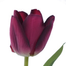 Tulpen Seidenblumen VE 1 Stk, L 46 cm, Kunstblume von hoher Qualität, burgund