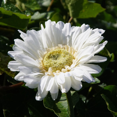 Gerbera Seidenblumen hochwertig für Hochzeitsdekoration
