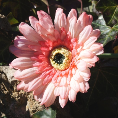 Gerbera Seidenblumen Kunstblumen, Gr. 11 cm, künstlich aber sehr exclusive, hochwertige große Blume wie echt, in Blüte und  Stiel VE 1 Stück