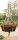 Pflanzkorb Weidenkorb natur rund 35 x H 9 cm mit Folie zum Pflanzen VE 1 Stück