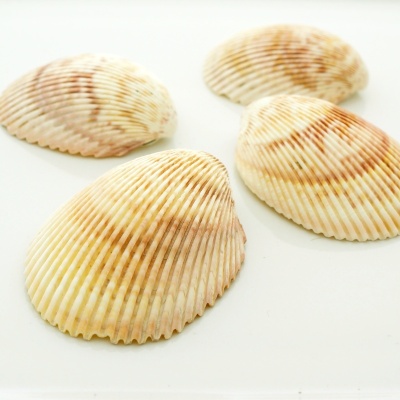 Muscheln Azoren 4 Stück für die Tischdeko im Sommer und zum Basteln
