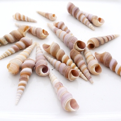 Muscheln, Schnecken Spiral ca.100 g, 17 - 19 Stkück zum Streuen für Tischdeko und Basteln