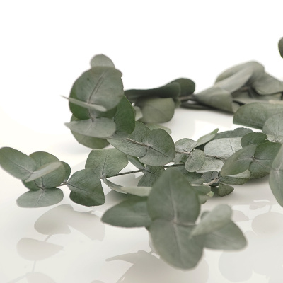 Eucalyptus  stabilisierte - präparierte echte Blätter VE 2 Stiele. Für die exclusive Floristik u. Hochzeit
