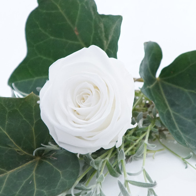 Langzeitrosen VE 1 Stk, große präparierte Rosen-stabilisiert, Farbe rein weiß, D ca. 7 cm