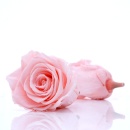 Langzeitrosen VE 1 Stk, gro&szlig;e pr&auml;parierte Rosen-stabilisiert, Farbe rosa, D ca.7 cm
