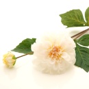 Dahlien, Seidenblumen, Blumen künstlich für Hochzeit, Tischdeko L 49 cm creme weiß VE 1 Stück