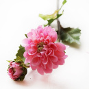 Seidenblumen Dahlien | Sommerblumen k&uuml;nstlich f&uuml;r Trockenblumenfloristik L 49 cm rosa VE 1 St&uuml;ck