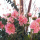 Seidenblumen Dahlien | Sommerblumen künstlich für Trockenblumenfloristik L 49 cm rosa VE 1 Stück