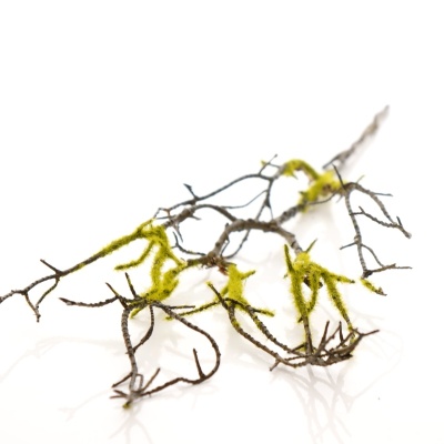 Zweige mit Moos, Mooszweig L54 cm, braun grün, Dekozweig mit Draht biegsam VE 1 Stück