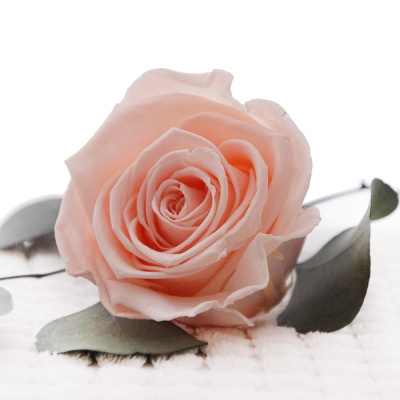 Langzeitrosen VE 1 Stk, große präparierte Rosen-stabilisiert, Farbe Vintage zart rosa, D ca. 7 cm