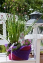 Wollband - Filzband als Übertopf für Pflanzen & Kräuter  hübsch dekoriert in pink, lila