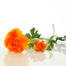Ranunkel gro&szlig; orange, Seidenblume wie echt, zwei Bl&uuml;ten mit Bl&auml;tter, L 56 cm