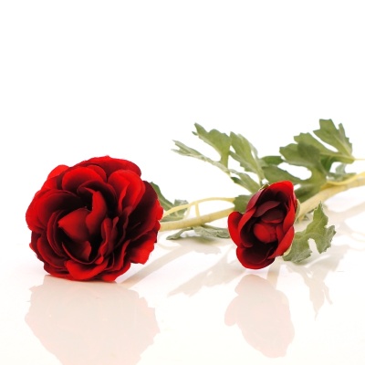 Ranunkel groß rot, Seidenblume wie echt, zwei Blüten mit Blätter, L 56 cm