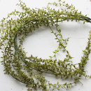 Succulente Pflanze Zweig k&uuml;nstlich, Kunstblume f&uuml;r Tischdeko und Glasvasen VE 1 Stiel 6 Zweige