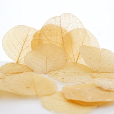 Trockenfloristik Blätter getrocknet natur/creme-braun zum Streuen für Tischdeko VE 20 Stück