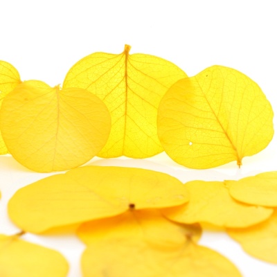 Blätter getrocknet und gefärbt gelb zum Streuen für Tischdeko VE 20 Stück
