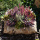 Grabschmuck mit Pflanzgefäß aus Birke für Grab zum selber machen
