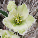 Christrosen künstlich creme grün L 40cm mit 2 Blüten 1 Knospe