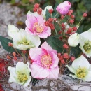 Christrosen künstlich creme grün L 40cm mit 2 Blüten 1 Knospe